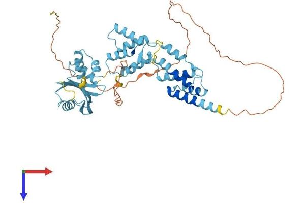 PNMA5 Protein (AA 1-448) (His tag)