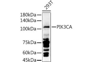 Western blot analysis of extracts of 293T cells, using PIK3CA antibody (ABIN6134411, ABIN6145635, ABIN6145637 and ABIN6216129) at 1:1000 dilution. (PIK3CA Antikörper)