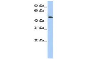 FAM175B Antikörper  (C-Term)