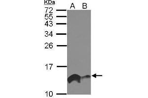 WB Image Sample (30 ug of whole cell lysate) A: A549 B: HeLa 15% SDS PAGE antibody diluted at 1:1000