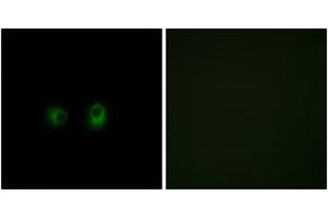 Immunofluorescence analysis of COS7 cells, using OR2AK2 Antibody. (OR2AK2 Antikörper  (AA 241-290))