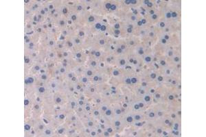 IHC-P analysis of Mouse Tissue, with DAB staining. (CYP2E1 Antikörper  (AA 34-273))