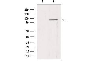Western blot analysis of extracts from 3T3, using TRIM9 antibody. (TRIM9 Antikörper  (N-Term))