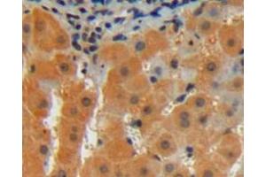 Used in DAB staining on fromalin fixed paraffin- embedded liver tissue (CDNF Antikörper  (AA 33-187))