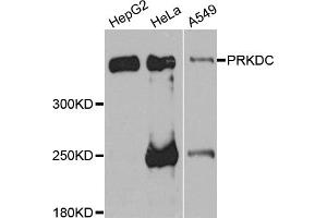 Western blot analysis of extracts of various cell lines, using PRKDC antibody. (PRKDC Antikörper)
