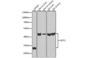 Western blot analysis of extracts of various cell lines, using SIRT3 antibody. (SIRT3 Antikörper  (C-Term))