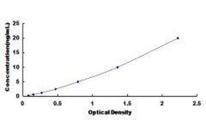 ELISA image for Solute Carrier Family 26 (Sulfate Transporter), Member 8 (SLC26A8) ELISA Kit (ABIN420104)