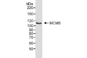 Western Blotting (WB) image for anti-Minichromosome Maintenance Complex Component 6 (MCM6) (C-Term) antibody (ABIN7453531) (MCM6 Antikörper  (C-Term))