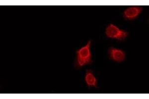 ABIN6276057 staining HeLa by IF/ICC. (GPROPDR Antikörper)