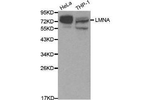 Western blot analysis of extracts of various cell lines, using LMNA antibody. (Lamin A/C Antikörper  (AA 403-572))
