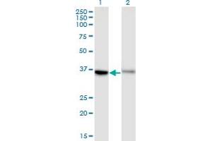 Western Blot analysis of GPR84 expression in transfected 293T cell line by GPR84 monoclonal antibody (M03), clone 1D9. (GPR84 Antikörper  (AA 208-316))