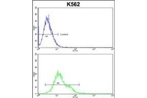 PLCB2 Antibody (N-term) (ABIN653200 and ABIN2842746) flow cytometric analysis of k562 cells (bottom histogram) compared to a negative control cell (top histogram). (Phospholipase C beta 2 Antikörper  (N-Term))