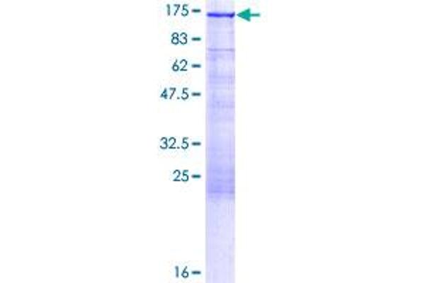 PKN1 Protein (AA 1-942) (GST tag)