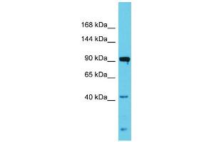 Host:  Rabbit  Target Name:  Nlgn3  Sample Type:  Rat Testis lysates  Antibody Dilution:  1. (Neuroligin 3 Antikörper  (N-Term))