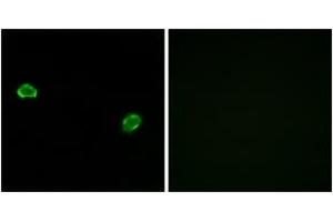 Immunofluorescence analysis of MCF7 cells, using OR5M3 Antibody. (OR5M3 Antikörper  (AA 53-102))