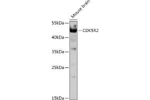 Western blot analysis of extracts of Mouse brain, using CDK5R2 antibody (ABIN7266593) at 1:1000 dilution. (CDK5R2 Antikörper  (AA 170-310))