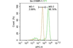 Image no. 1 for anti-Nuclear Receptor Subfamily 3, Group C, Member 1 (Glucocorticoid Receptor) (NR3C1) (pSer211) antibody (ABIN685138)