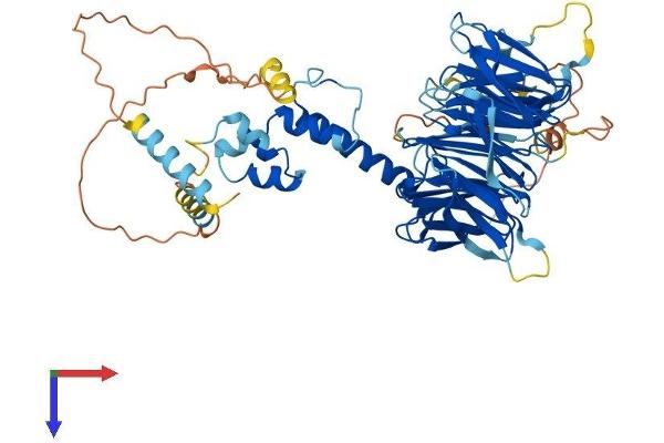 FBXW8 Protein (AA 1-598) (His tag)