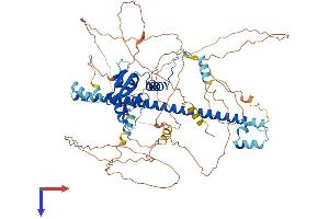 BACH1 Protein (AA 1-736) (His tag)