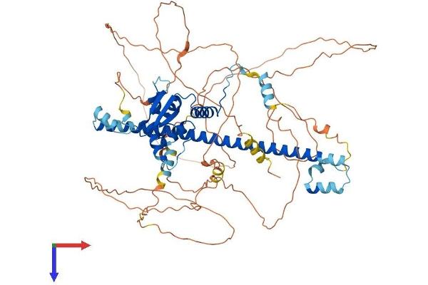 BACH1 Protein (AA 1-736) (His tag)