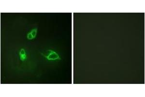 Immunofluorescence (IF) image for anti-Chemokine (C-X-C Motif) Receptor 2 (CXCR2) (AA 311-360) antibody (ABIN2888886) (CXCR2 Antikörper  (AA 311-360))