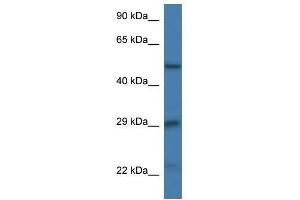 Western Blot showing Gfap antibody used at a concentration of 1. (GFAP Antikörper  (N-Term))