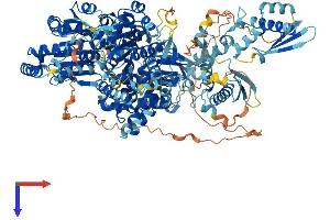 DHX30 Protein (AA 1-1217) (His tag)