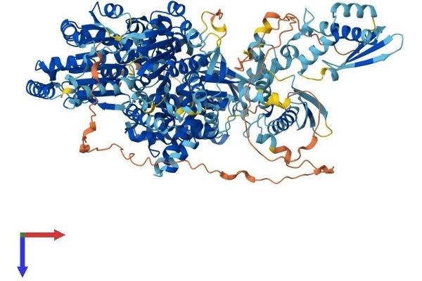DHX30 Protein (AA 1-1217) (His tag)