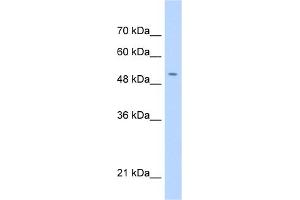 WB Suggested Anti-C11orf24 Antibody Titration:  0. (C11orf24 Antikörper  (N-Term))