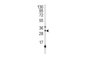 Western blot analysis of ST antibody (C-term) (ABIN392001 and ABIN2841786) in mouse liver tissue lysates (35 μg/lane). (MPST Antikörper  (C-Term))