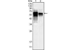 Western blot analysis using MAPK10 mouse mAb against NIH/3T3 (1) and SKN-SH (2) cell lysate.