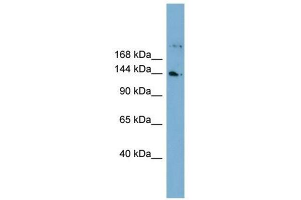 WDR35 Antikörper  (N-Term)
