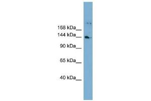 WDR35 antibody used at 1 ug/ml to detect target protein.