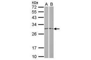 Image no. 1 for anti-Mitochondrial Ribosomal Protein L19 (MRPL19) (AA 106-292) antibody (ABIN1499557) (MRPL19 Antikörper  (AA 106-292))
