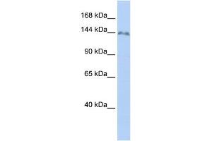 WB Suggested Anti-ZNF862 Antibody Titration:  0. (ZNF862 Antikörper  (N-Term))