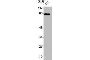 Western Blot analysis of NIH-3T3 cells using PFK-B Polyclonal Antibody (PFKL Antikörper  (C-Term))