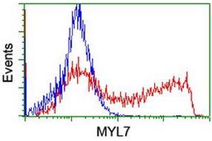 Image no. 1 for anti-Myosin Light Chain 7, Regulatory (MYL7) antibody (ABIN1499492) (MYL7 Antikörper)
