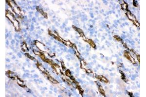 IHC analysis of HSD11B2 using anti-HSD11B2 antibody (ABIN3043846). (HSD11B2 Antikörper  (C-Term))