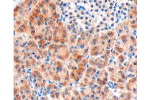 ABIN185522 (3µg/ml) staining of paraffin embedded Human Pancreas.