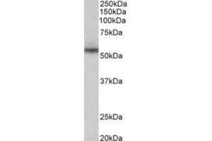 AP31776PU-N SLC47A2 antibody staining of Human heart lysate at 0. (Mare/Nprl3/C16orf35 Antikörper  (Internal Region, N-Term))