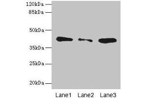 SGCA anticorps  (AA 24-290)