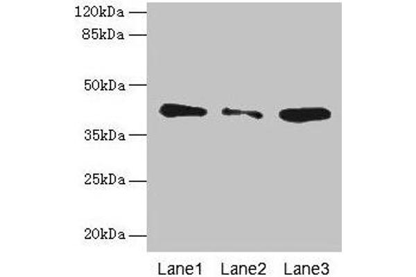 SGCA anticorps  (AA 24-290)