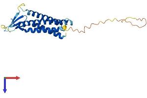 Claudin 15 Protein (CLDN15) (AA 1-228) (His tag)