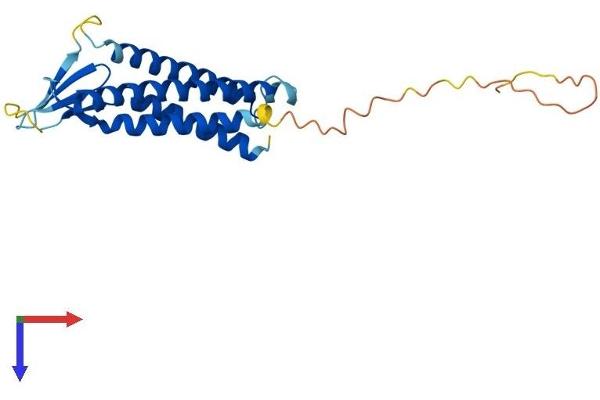 Claudin 15 Protein (CLDN15) (AA 1-228) (His tag)