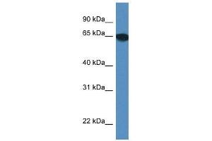Western Blot showing Scara3 antibody used at a concentration of 1. (SCARA3 Antikörper  (Middle Region))
