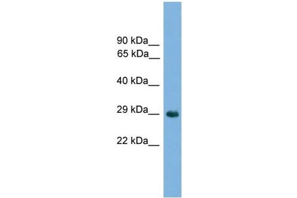 NKX1-2 Antikörper  (Middle Region)