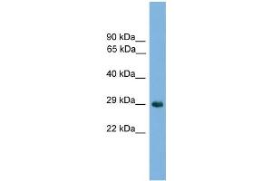 WB Suggested Anti-Nkx1-2 Antibody Titration: 0.