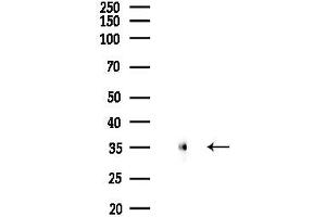 Western blot analysis of lysates from  cells(starvation,24h treatment), using Phospho-TIS11B (Ser92) Antibody at 1/1000 dilution.