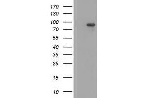 Western Blotting (WB) image for anti-Mitogen-Activated Protein Kinase 12 (MAPK12) antibody (ABIN1499302) (MAPK12 Antikörper)