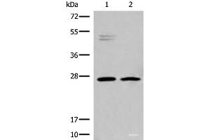 Western blot analysis of K562 and Jurkat cell lysates using HLA-DMB Polyclonal Antibody at dilution of 1:550 (HLA-DMB Antikörper)